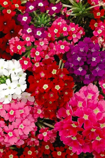Вербена ампельна|Verbena hybrida|Вербена ампельная